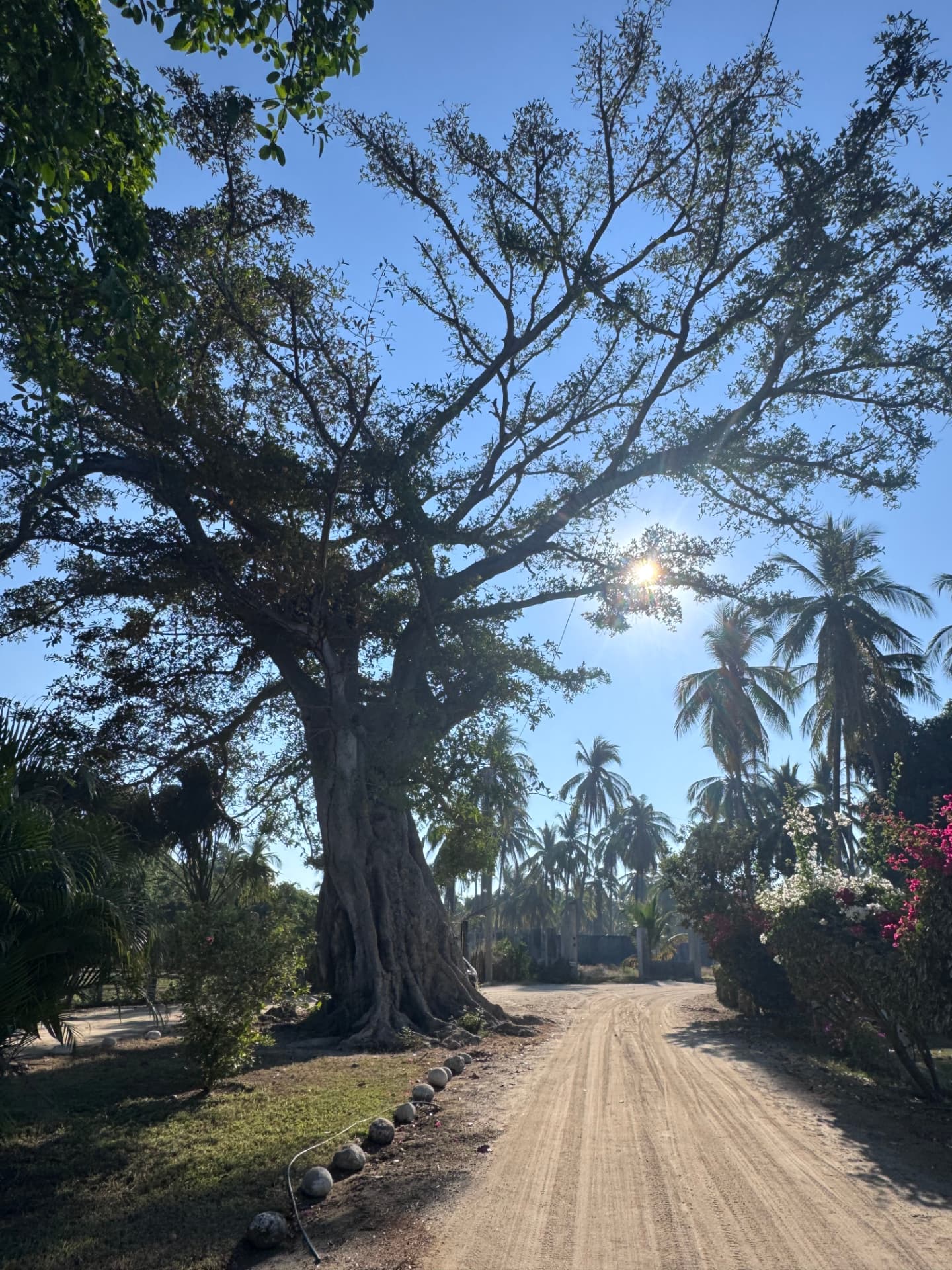 Shanna D. Olds' original photograph of a large tree beside a continuing dirt road, with sunlight shining through its branches.